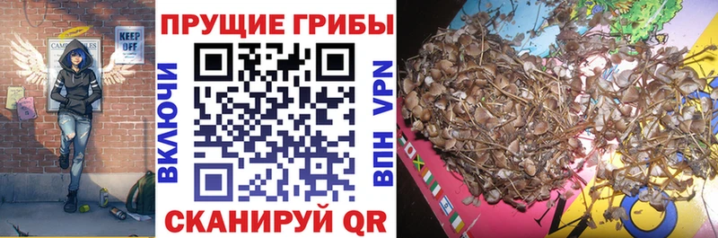Купить  Высоковск  Галлюциногенные грибы GOLDEN TEACHER 